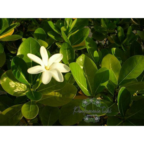 Monoi Tiki Tahiti Pitate Jasmine Soap Σαπούνι με περιεκτικότητα 30% σε Monoi oil, με άρωμα Γιασεμί, 130g